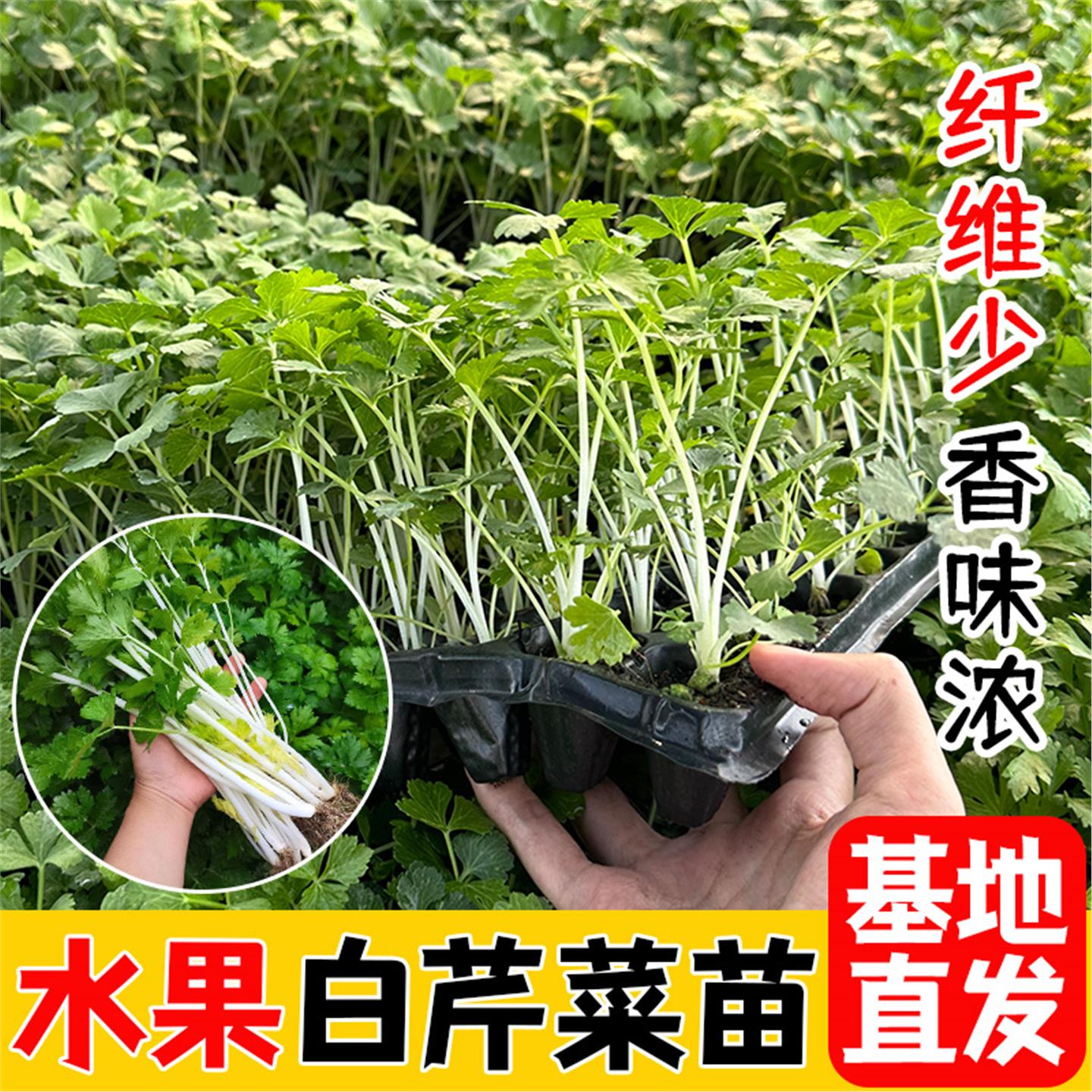 四季白芹菜苗秧脆嫩盆栽杆