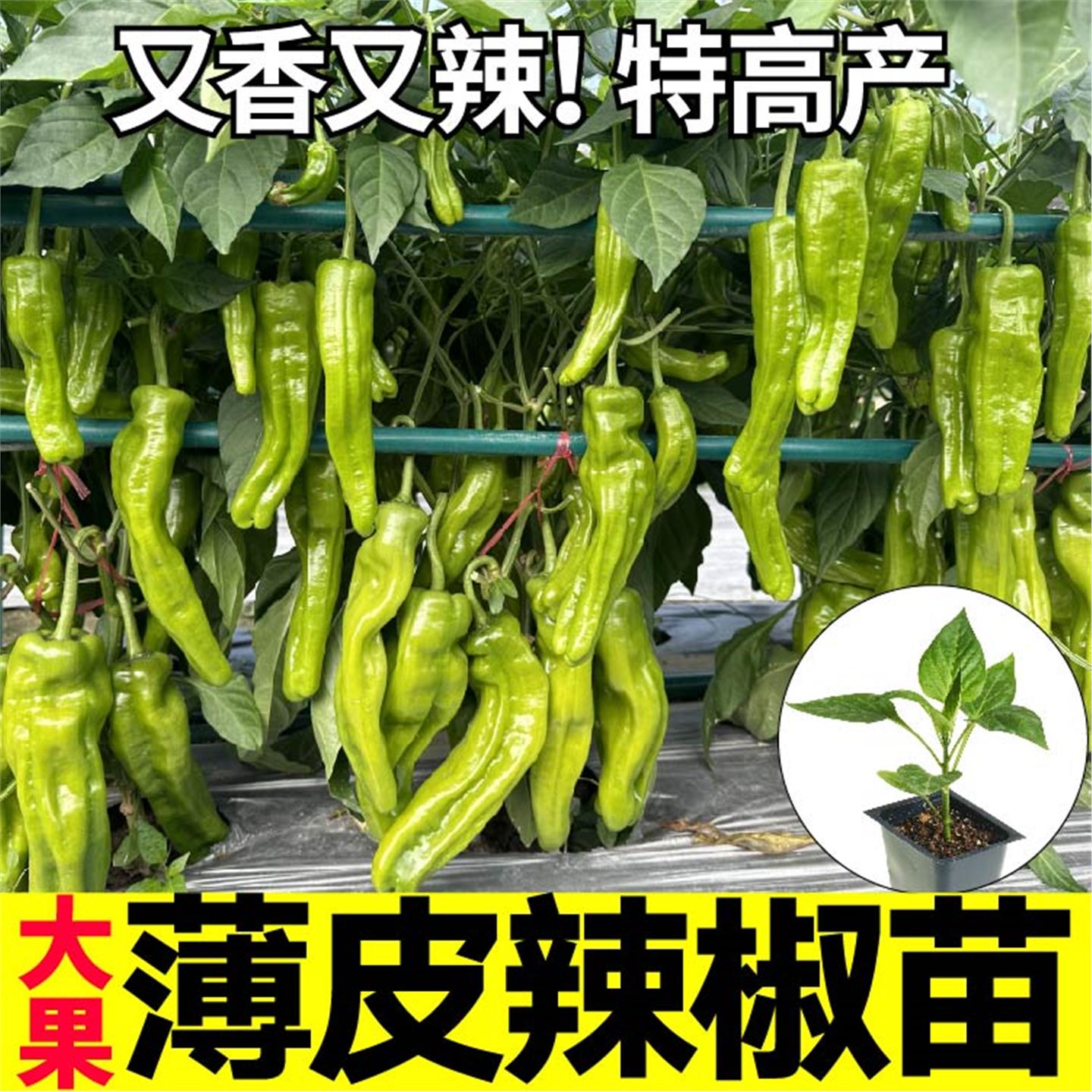 薄皮椒苗秧皱辣种子螺丝朝