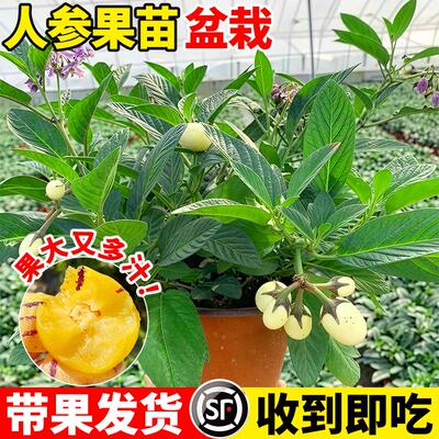 人参果苗盆栽带室内阳台庭