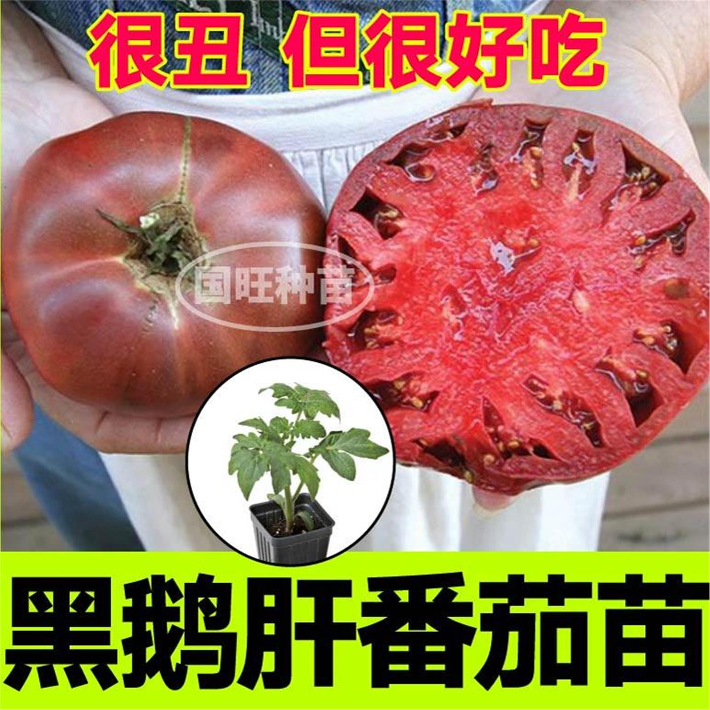 寿光沙瓤黑鹅肝番茄秧苗丑