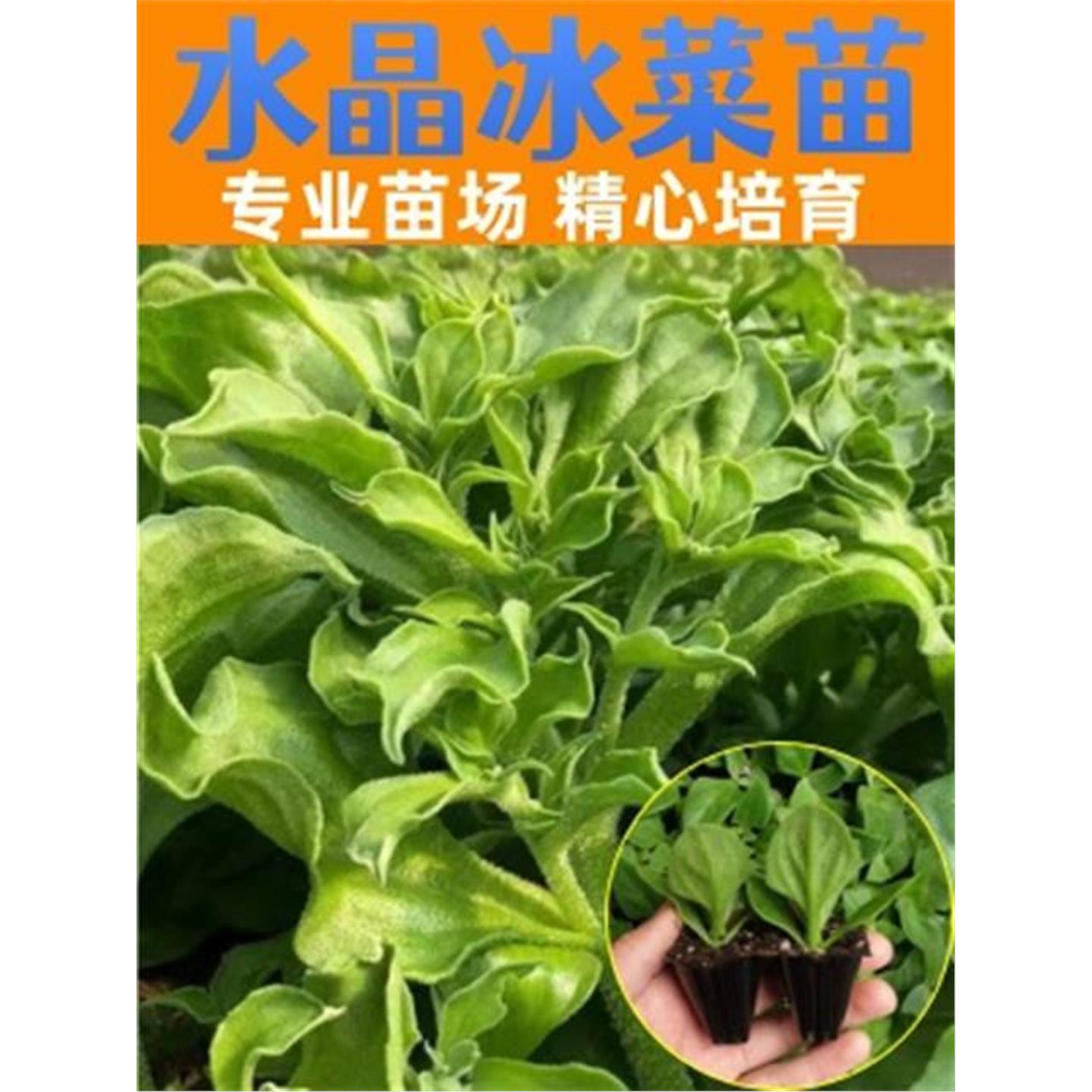 冰菜秧苗大叶水晶种子草阳