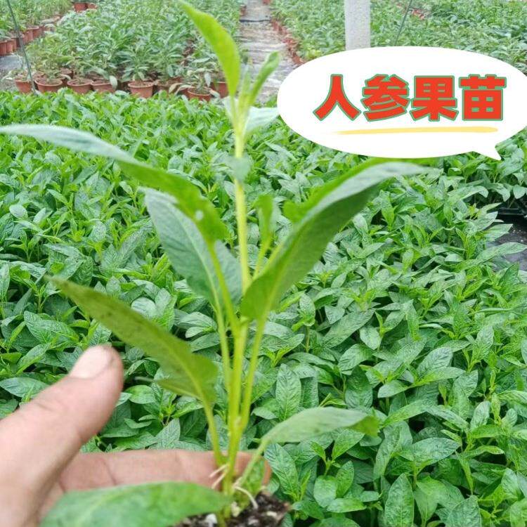 人参果秧苗正宗生树盆栽水