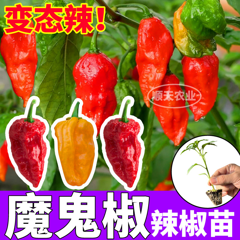 山东寿光魔鬼椒辣苗秧四季