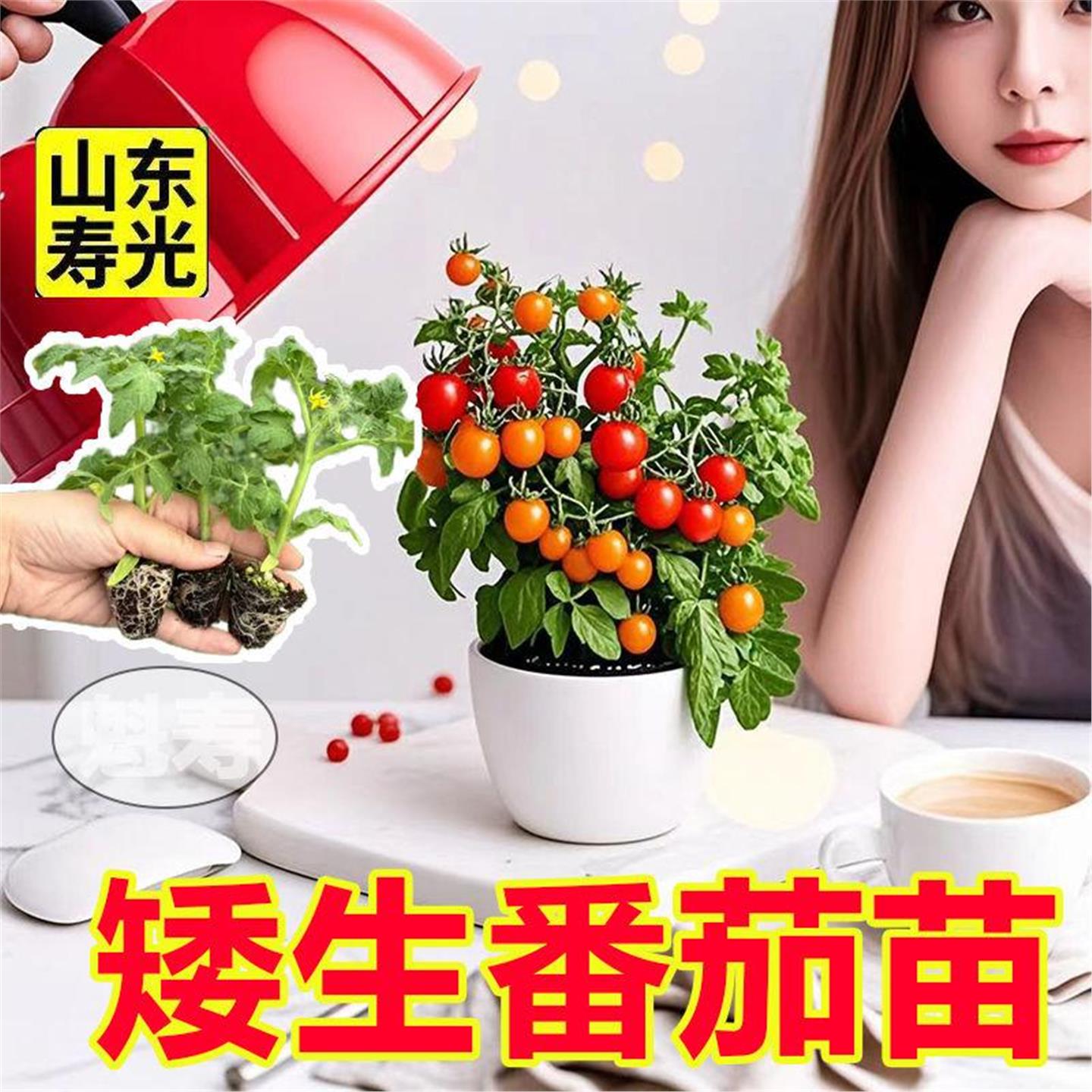 寿光盆栽矮生番茄苗秧小西