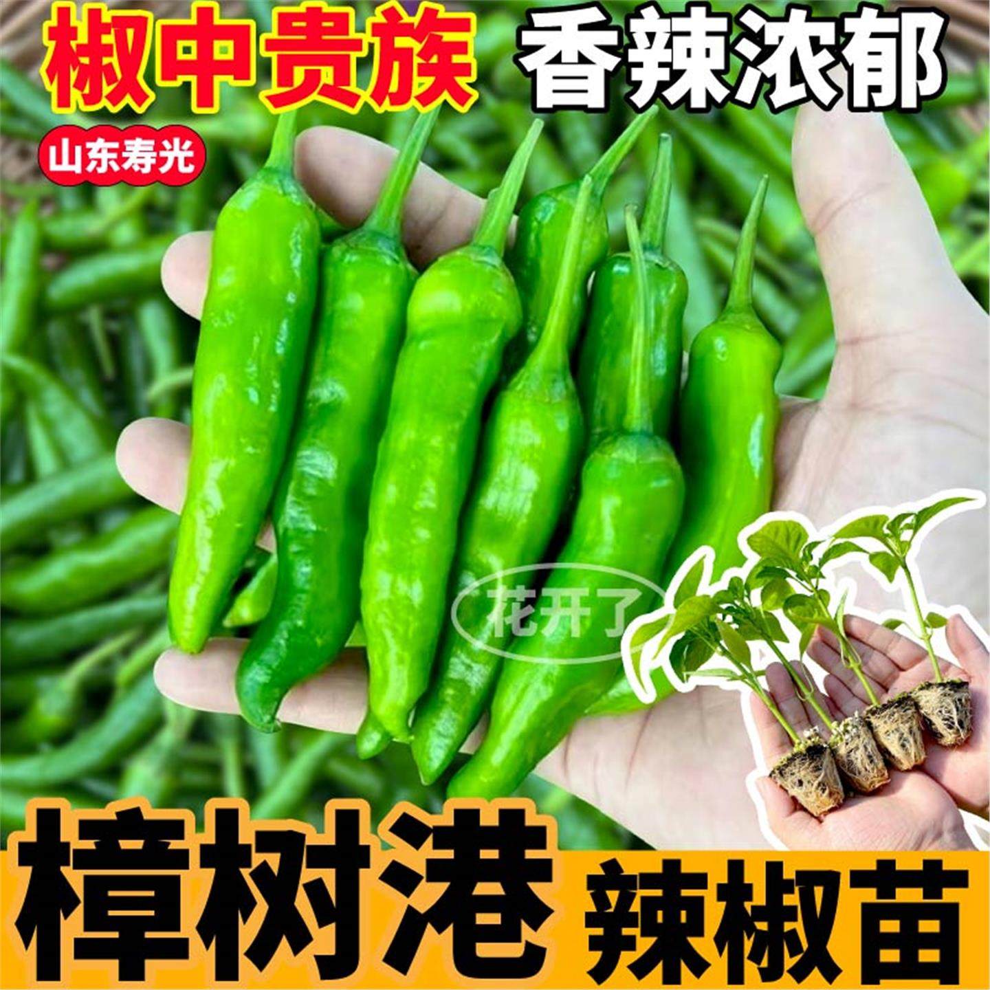 高产樟树港辣椒苗秧带土球