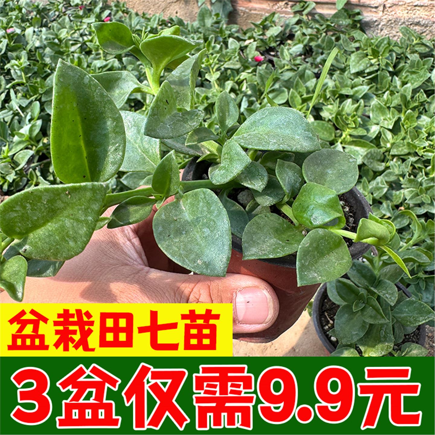 田七盆栽苗可食用庭院室内