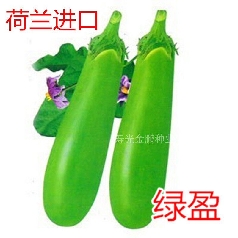 绿色长茄种子青籽四季蔬菜