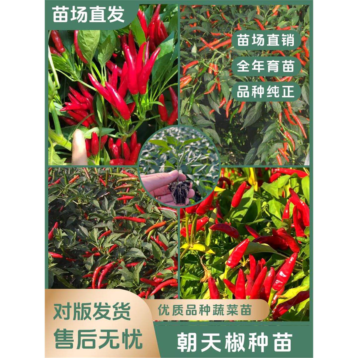 【朝天椒苗】超辣烈焰高产
