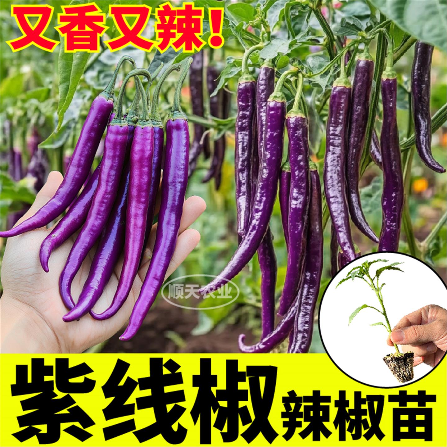 寿光紫线椒苗秧辣种子香皮