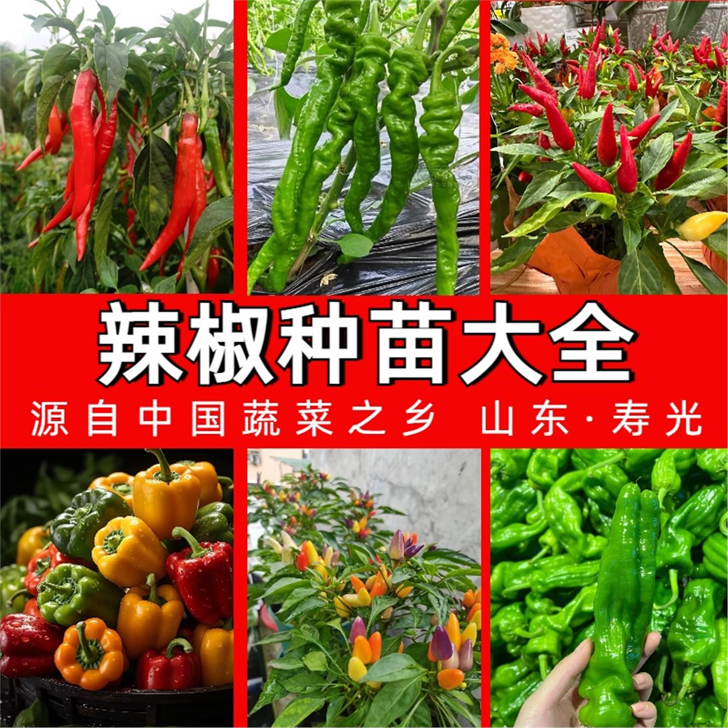 各种辣椒苗大全螺丝美人线