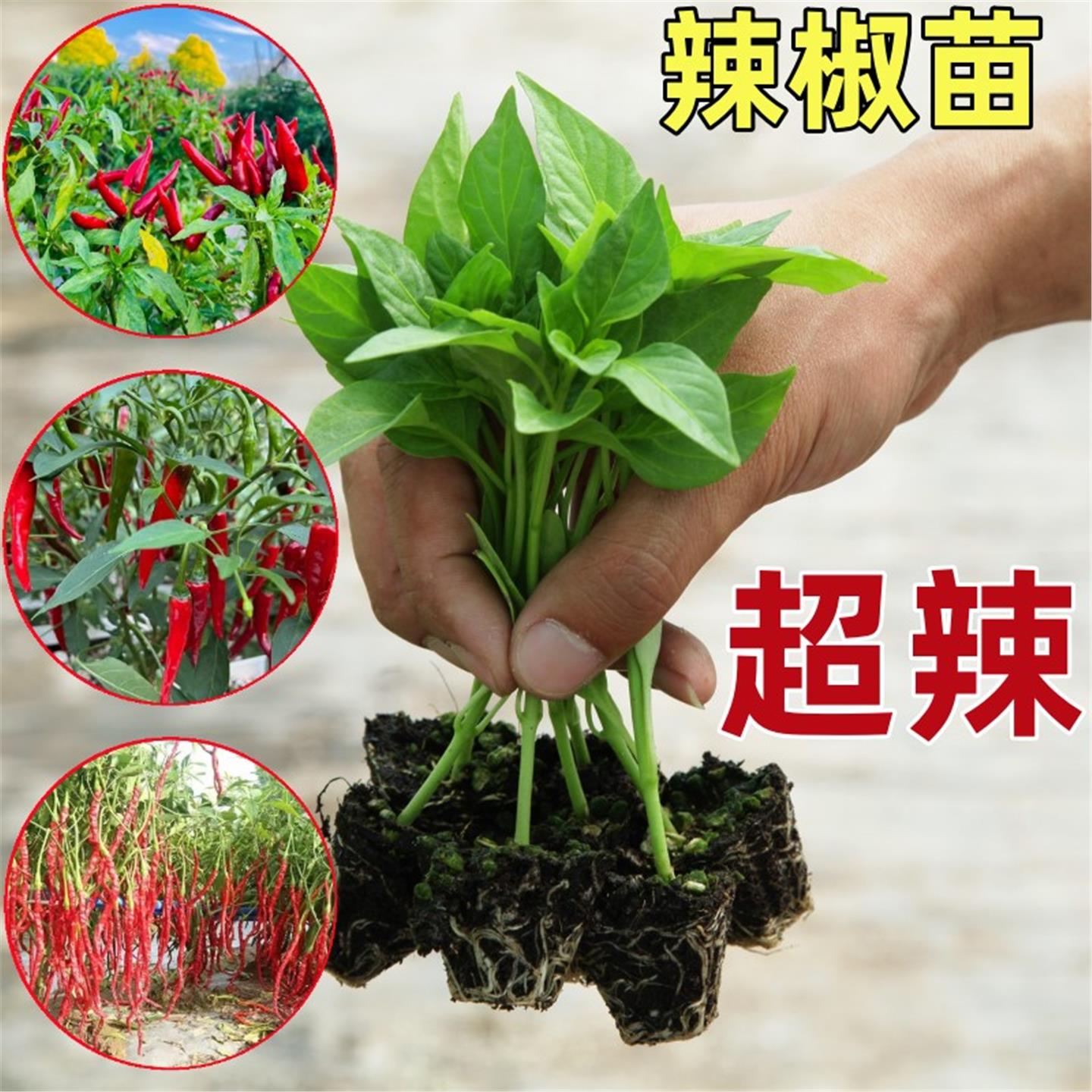 当季辣椒苗四阳台蔬菜秧朝