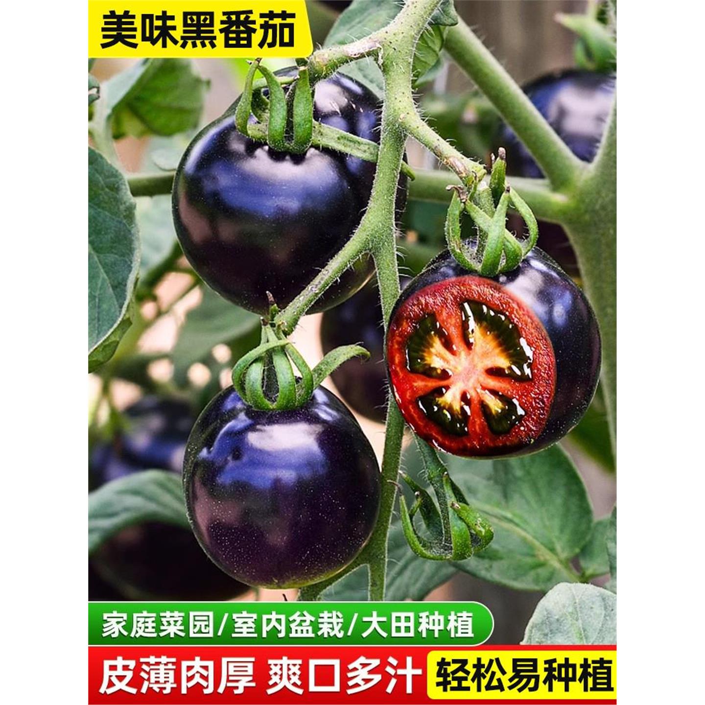 黑番茄的种子种苗秧苗黑紫小番茄黑珍珠大西红柿种孑圣女果籽盆栽