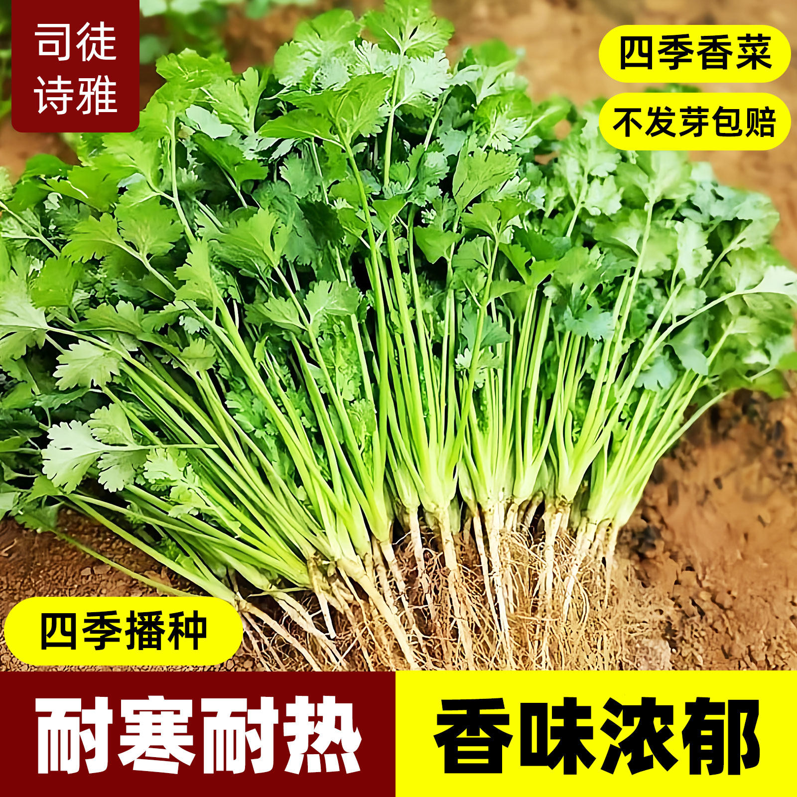 四季香菜种子苗大叶芫荽阳