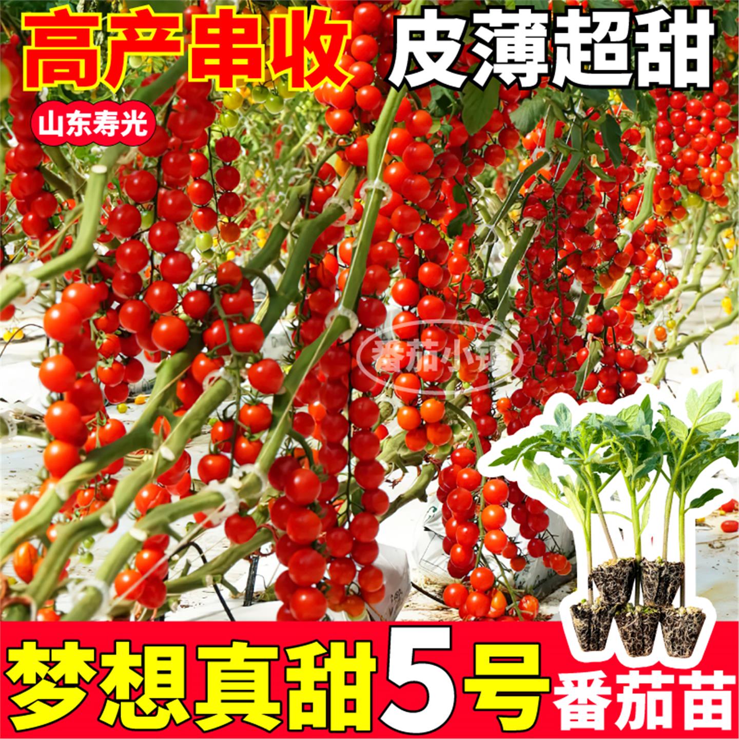 高产梦想真甜5号番茄苗秧