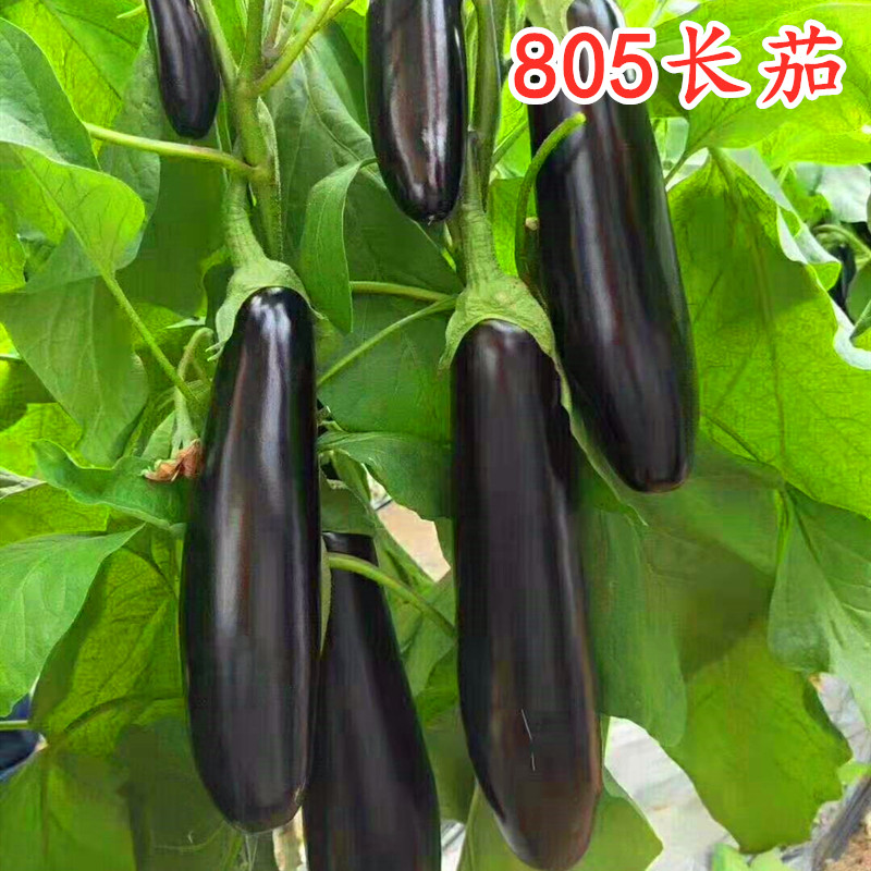 茄子种绿萼把长籽嫁接苗烧