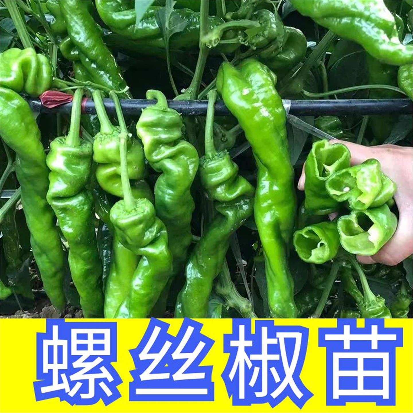 巨陇828椒种苗秧果特大辣