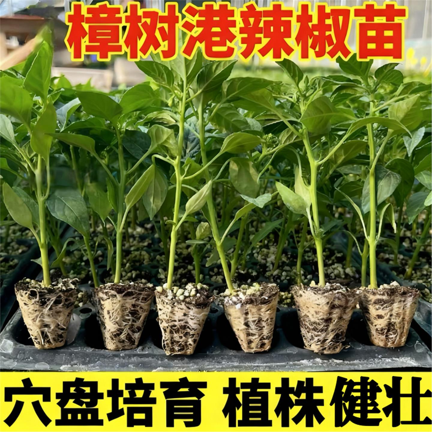 正宗湖南樟树港辣椒苗秧带