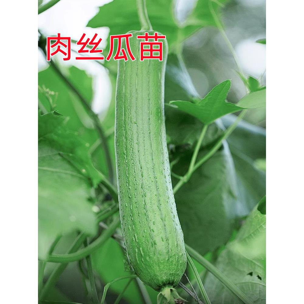 短棒肉丝瓜苗秧早熟棱种孑