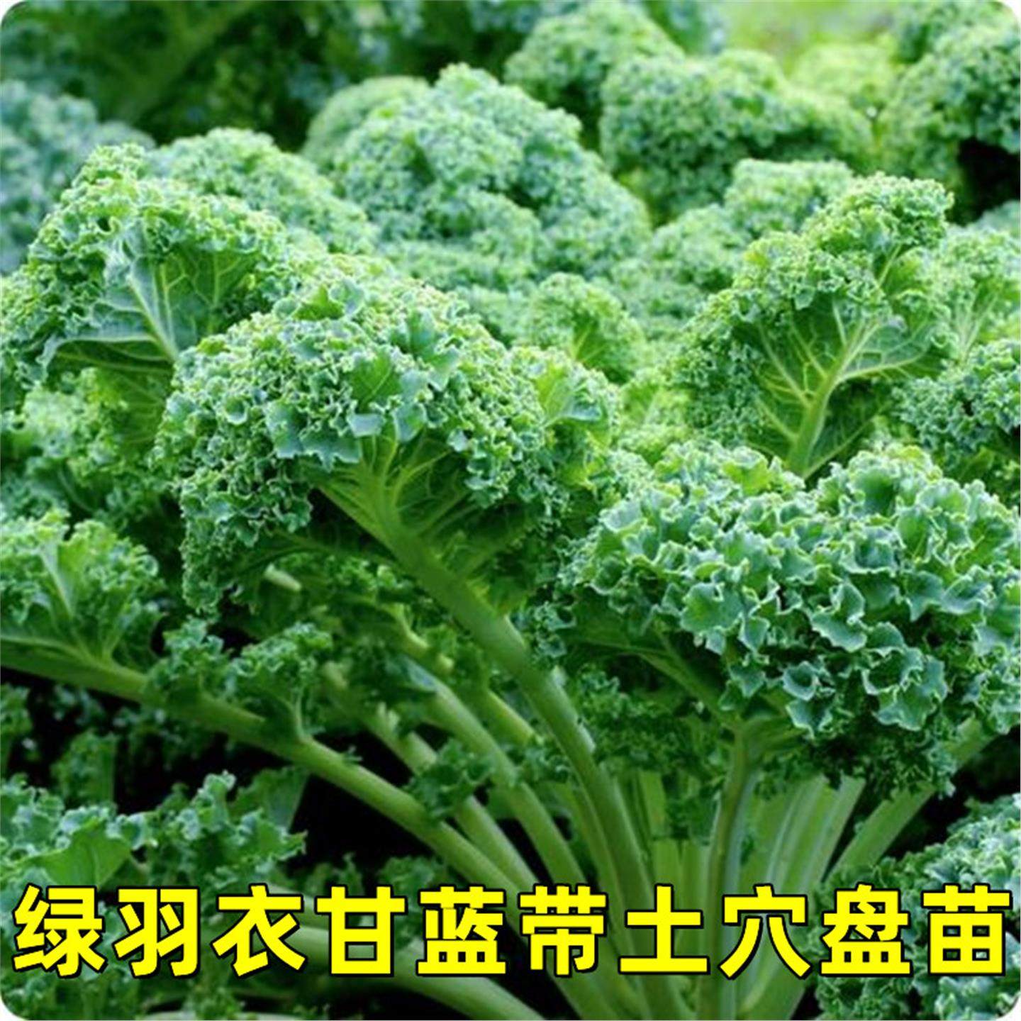 甘蓝羽衣苗绿种幼菜abcdef