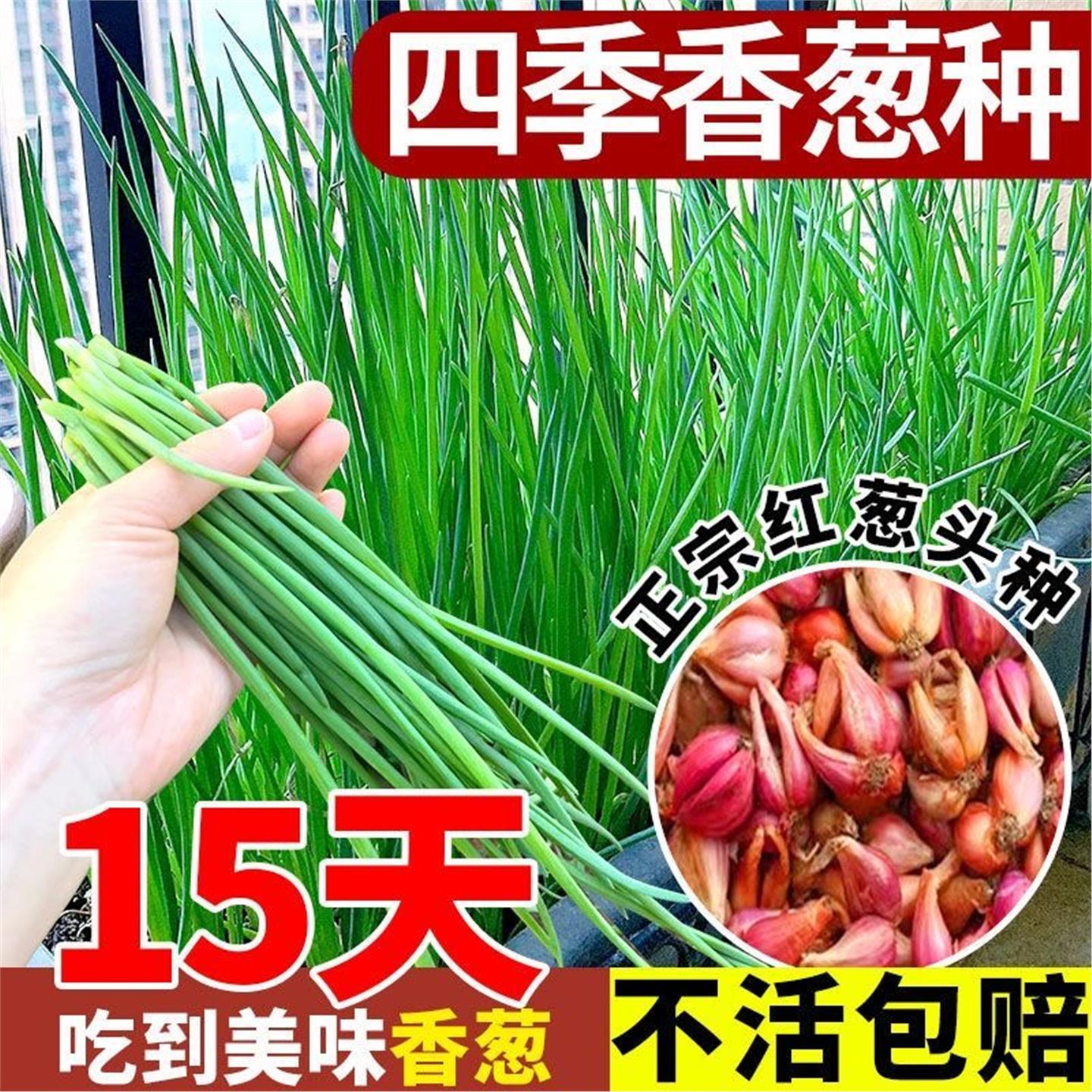 四川红葱头种子季食用植火