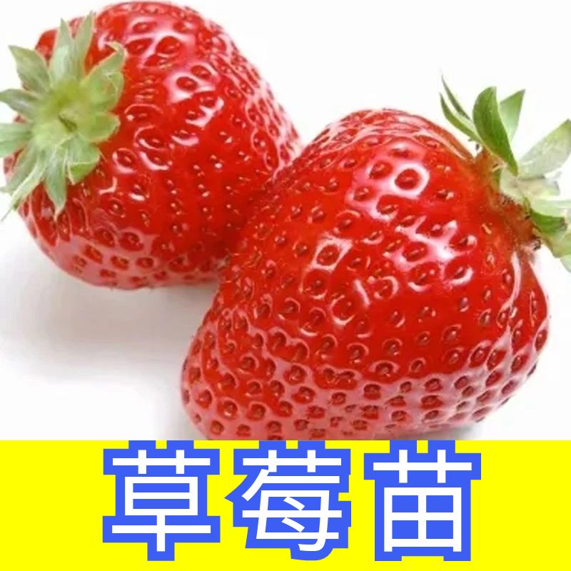 草莓苗子草莓秧苗四季蔬菜苗