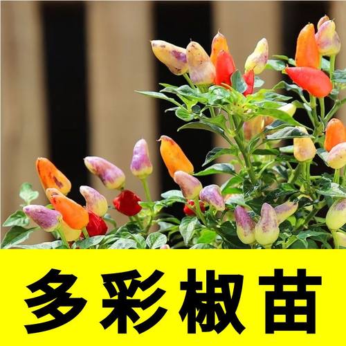 多彩椒苗子多彩椒秧苗四季蔬菜苗