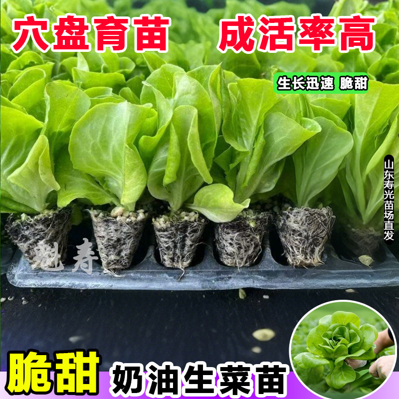 奶油生菜苗子沙拉味香甜食