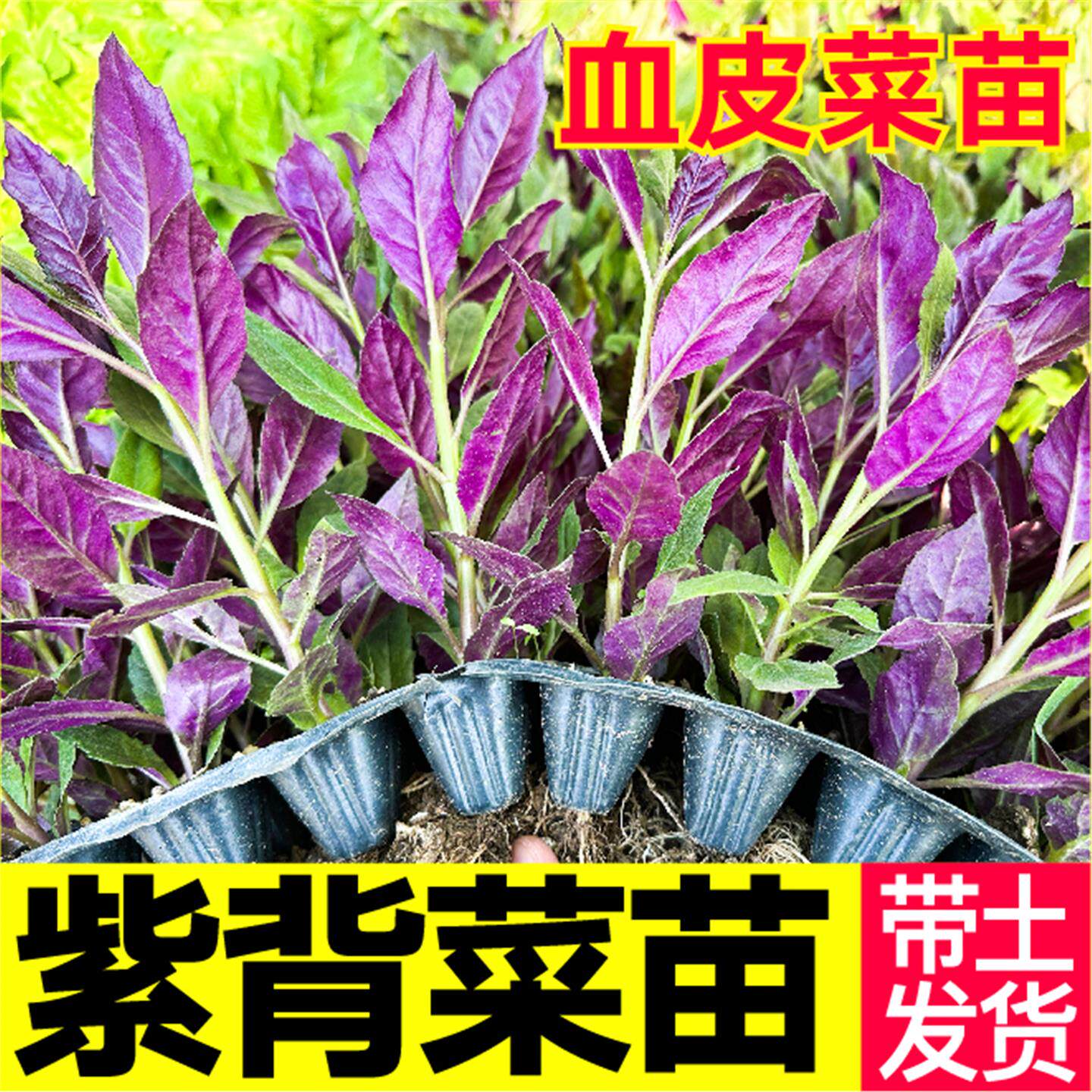 菜紫背天葵苗秧带土球野生