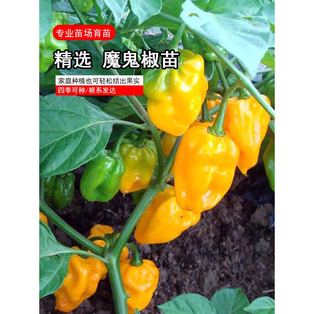 巨辣黄魔鬼椒苗秧带土球发