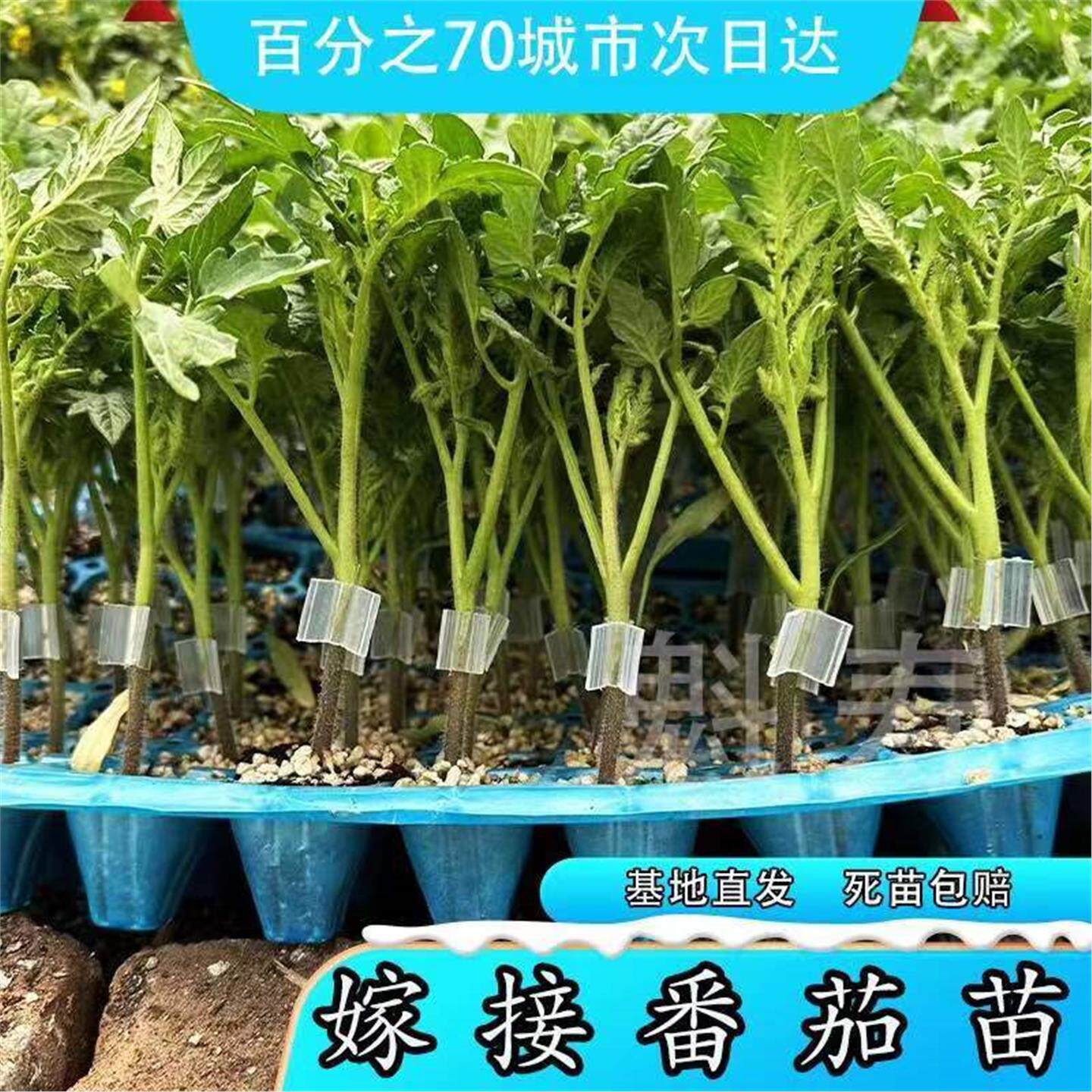 嫁接大红粉番茄苗西柿小四