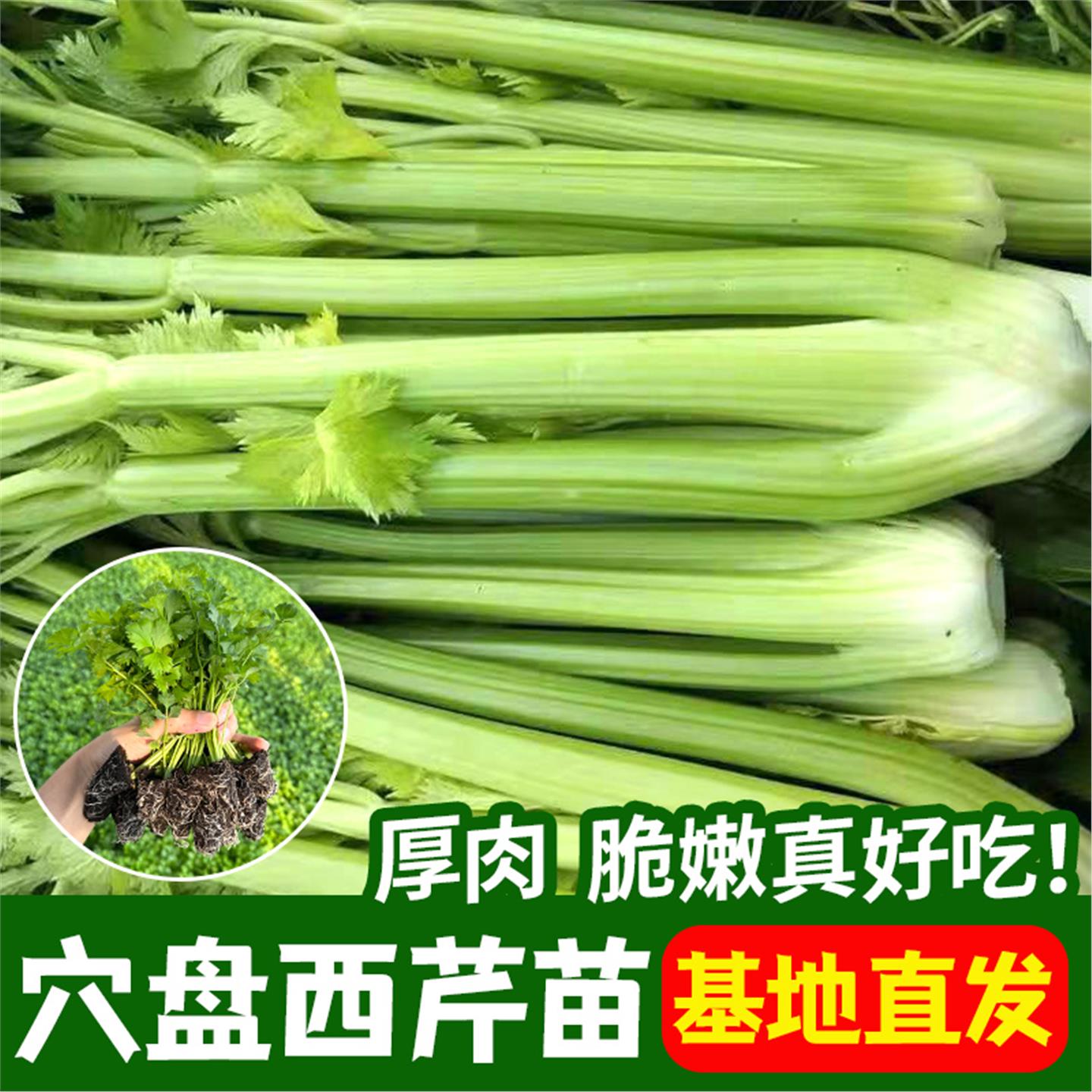 优质穴盘育苗芹菜西阳台园