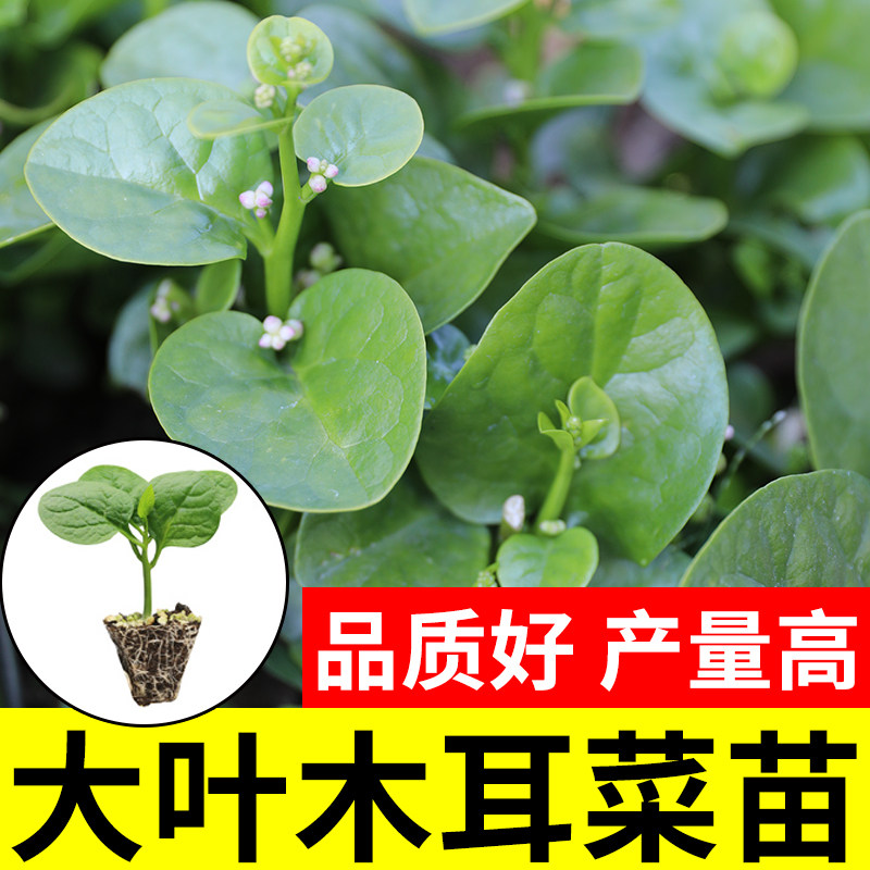 大叶木耳菜种孑子四季植秋