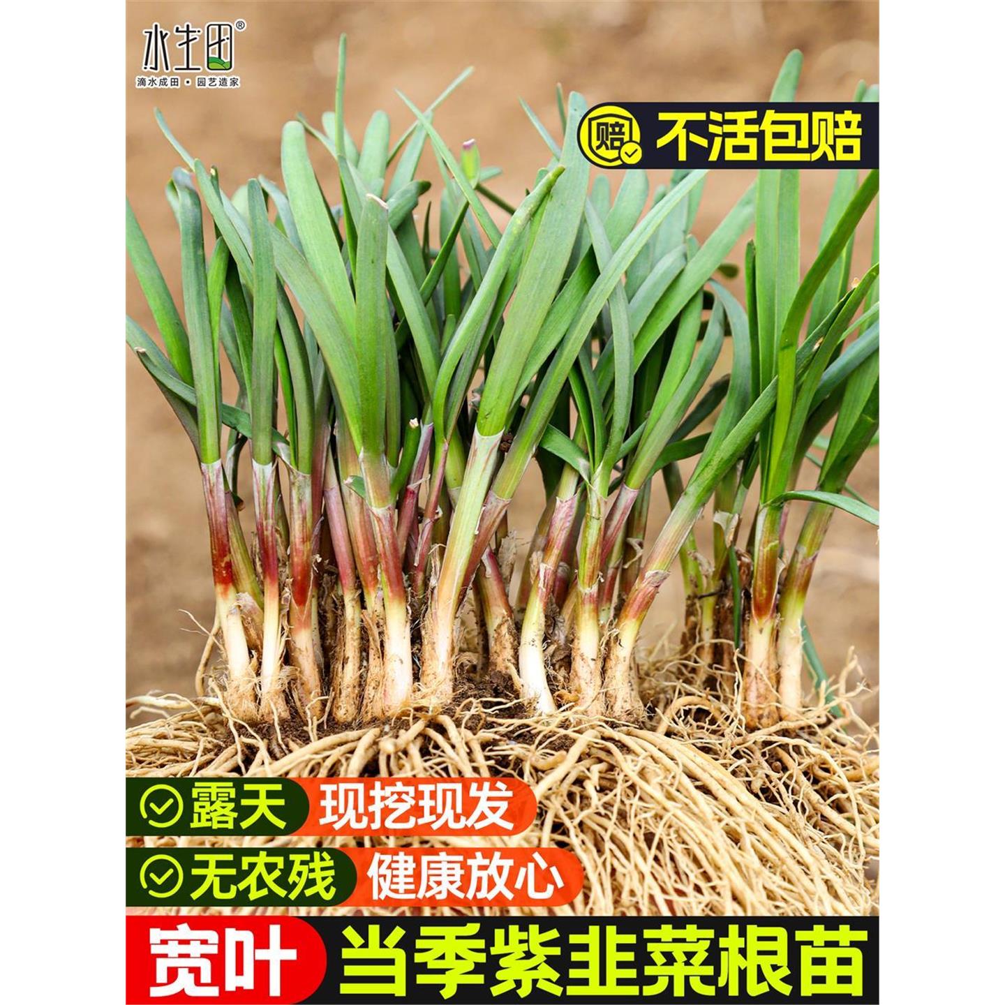 新韭菜根苗紫四季带土现挖