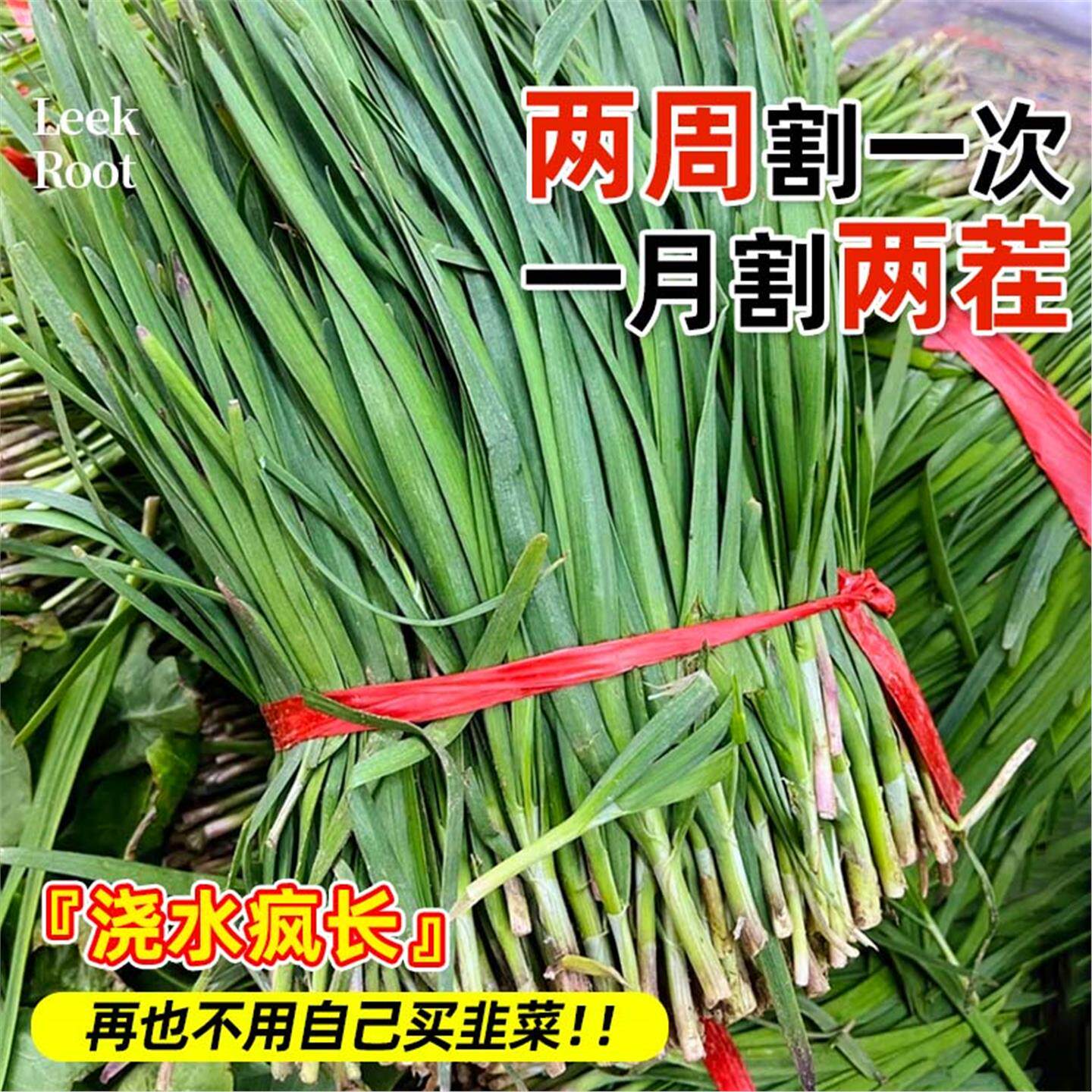 本地土韭菜根苗紫红小叶带