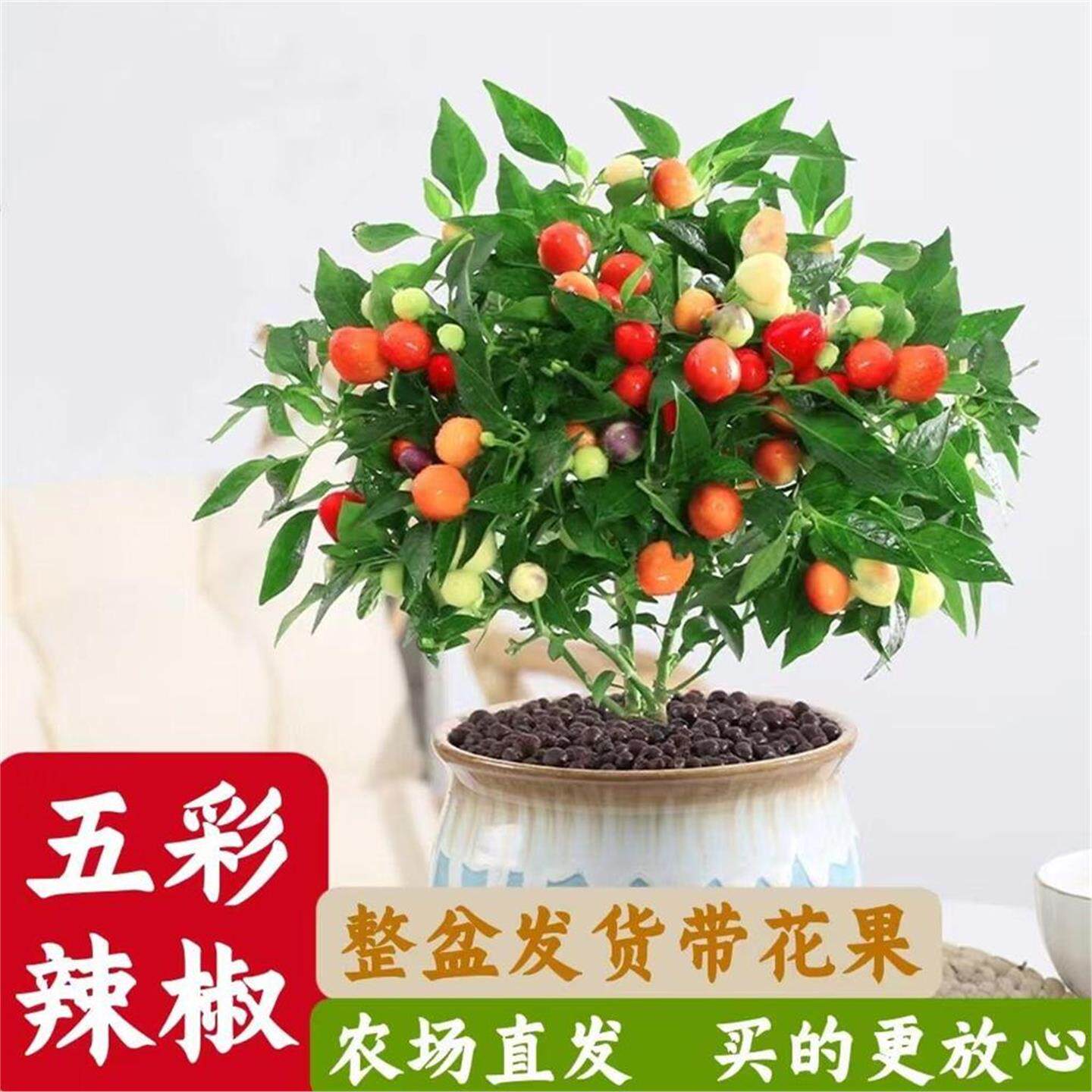 五彩椒辣苗盆栽带果可食用