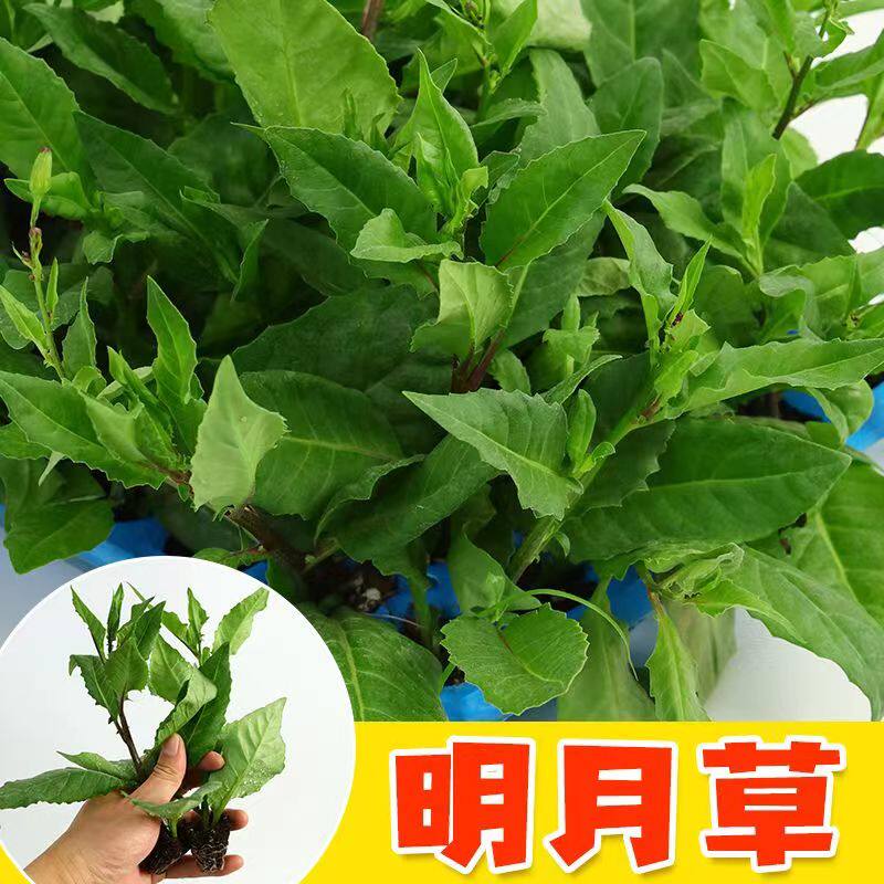 明月草苗白背菜富贵盆栽蔬