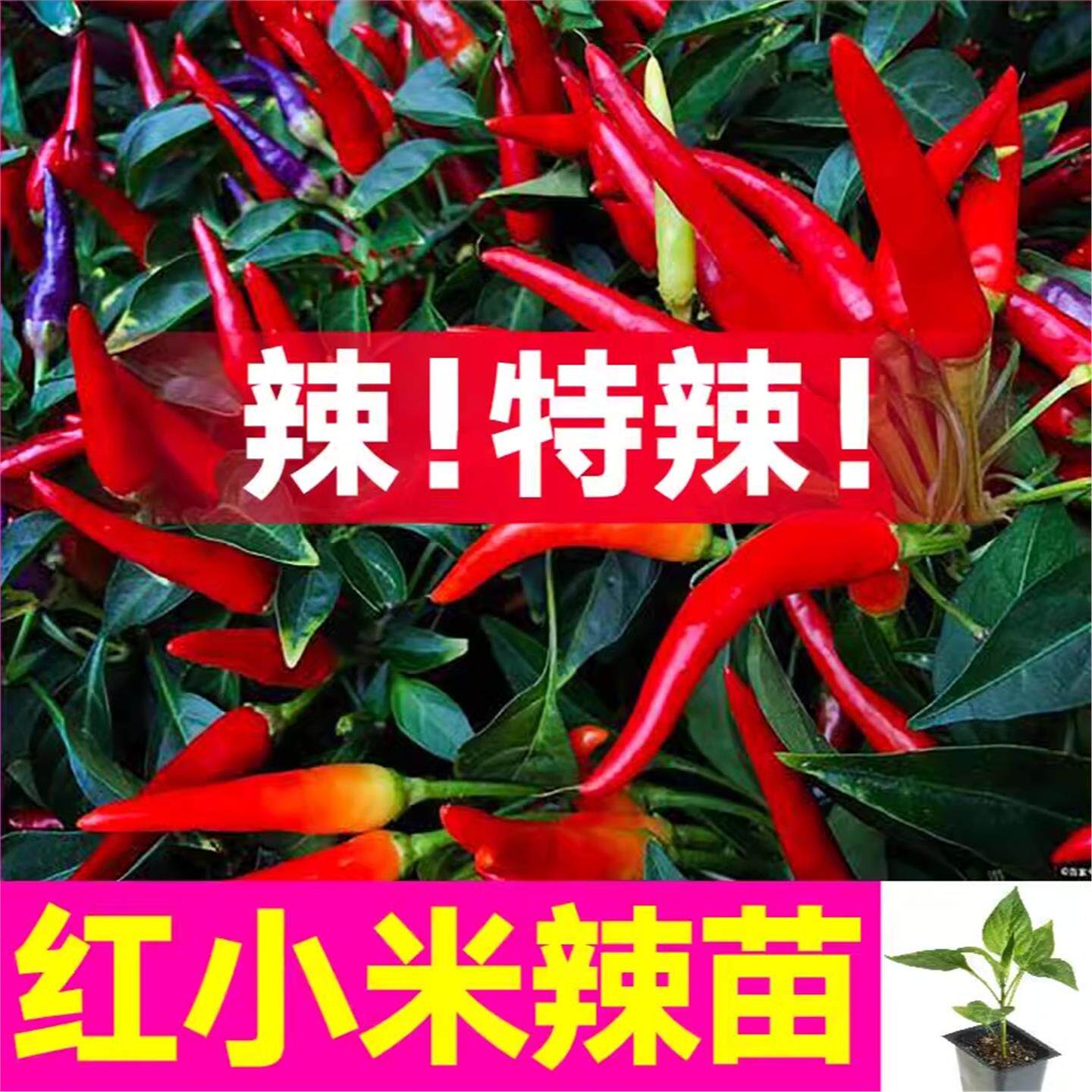 寿光超辣红小米椒苗秧白朝