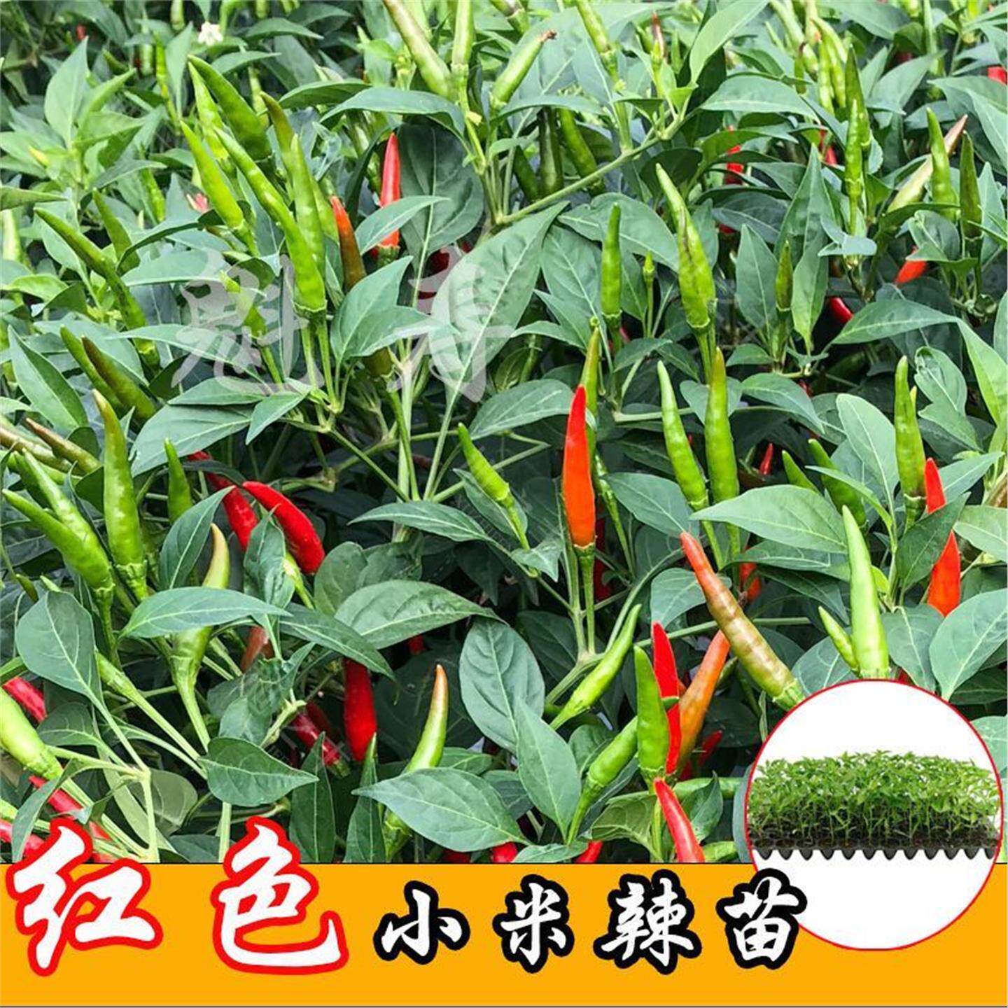 辣椒苗红色小米盆栽阳台种