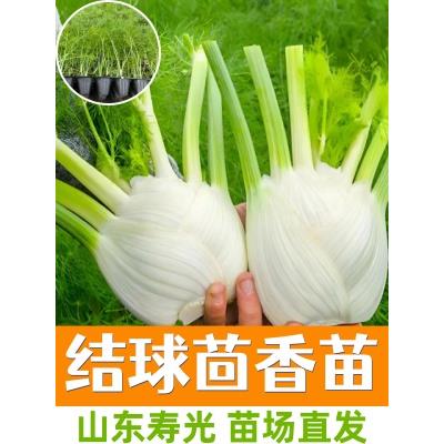 结球茴香苗秧茎种割茬蔬菜