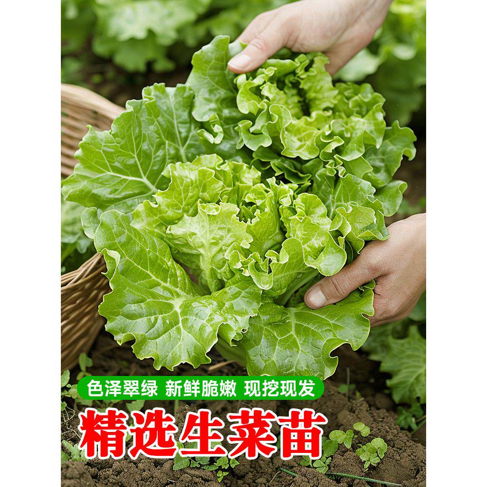 奶油生菜苗带土根水培盆栽