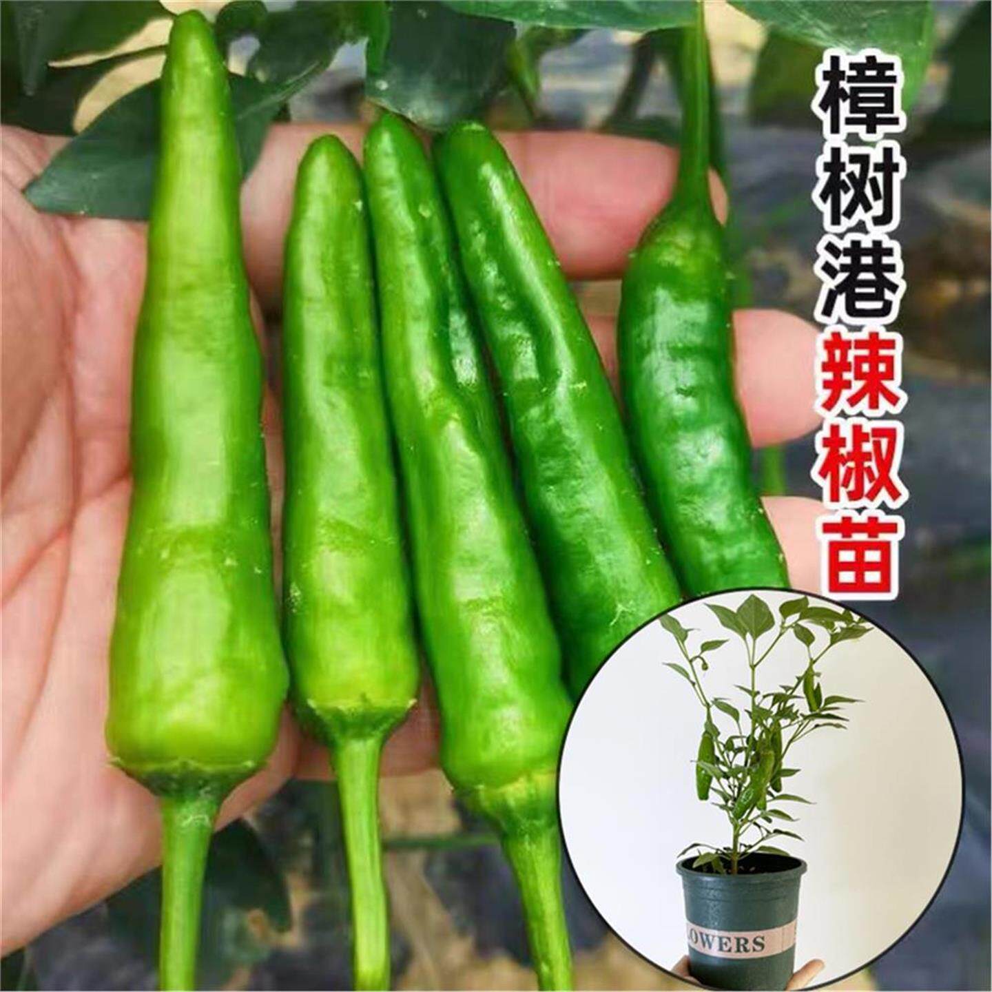 樟树港辣椒种子秧苗高产香