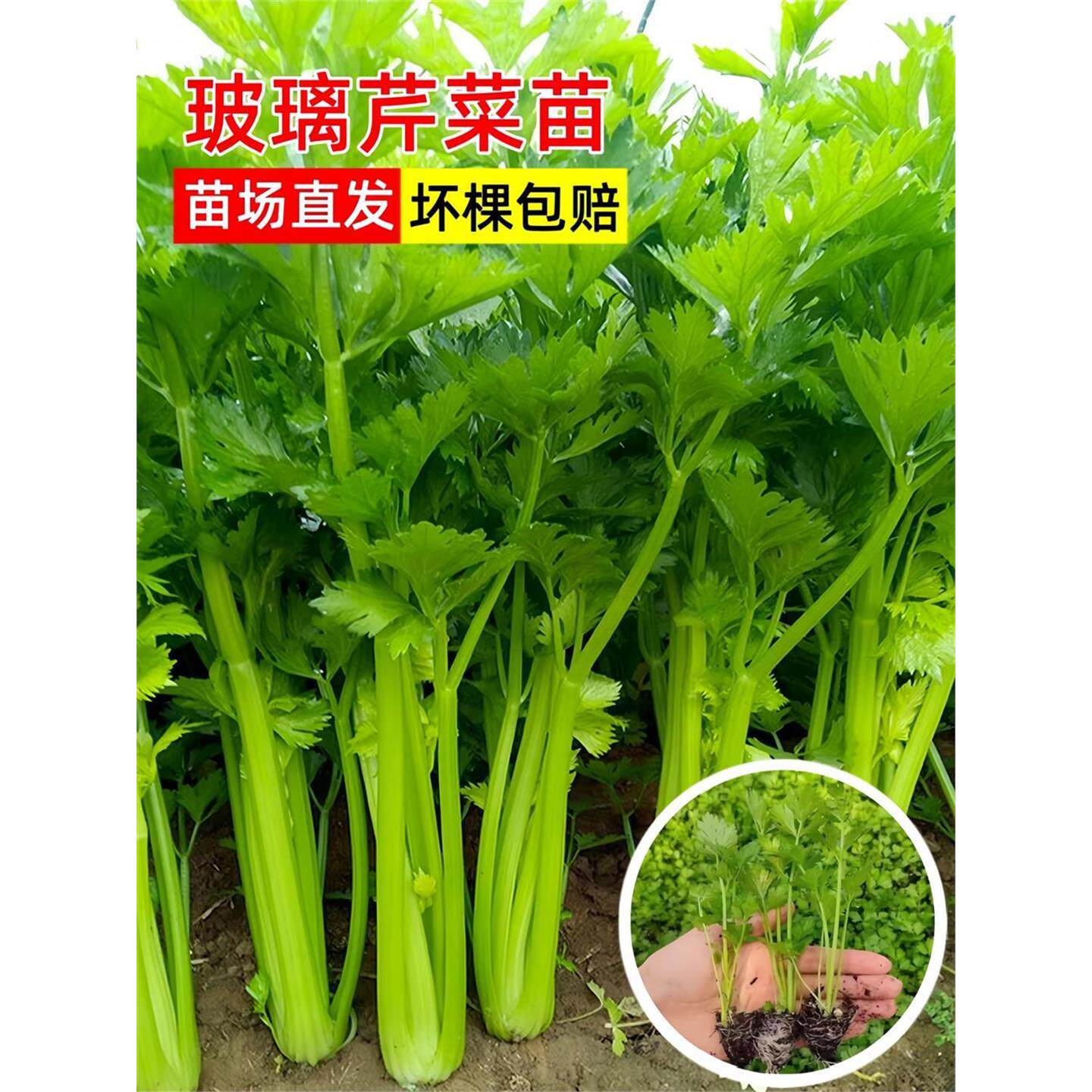 玻璃芹菜苗秧脆嫩西法国皇