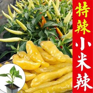 特辣本地海南云四川广西泡