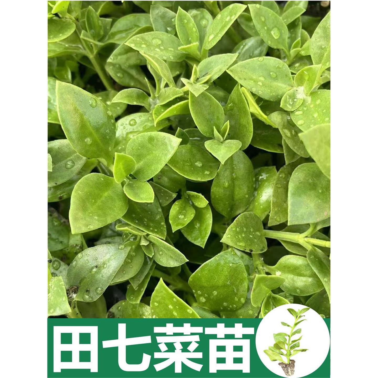 田七苗秧正宗四川季盆栽阳