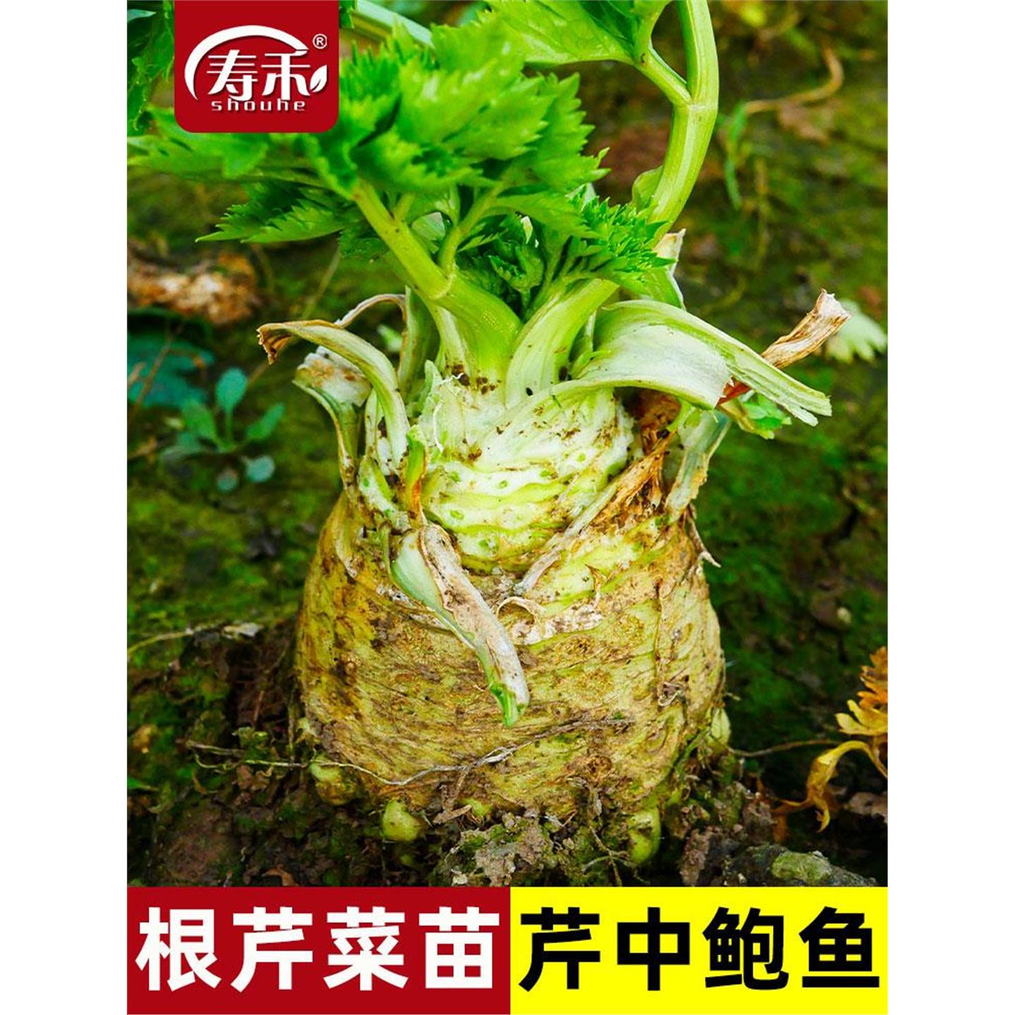 地中海根芹种子菜籽蔬苗孑