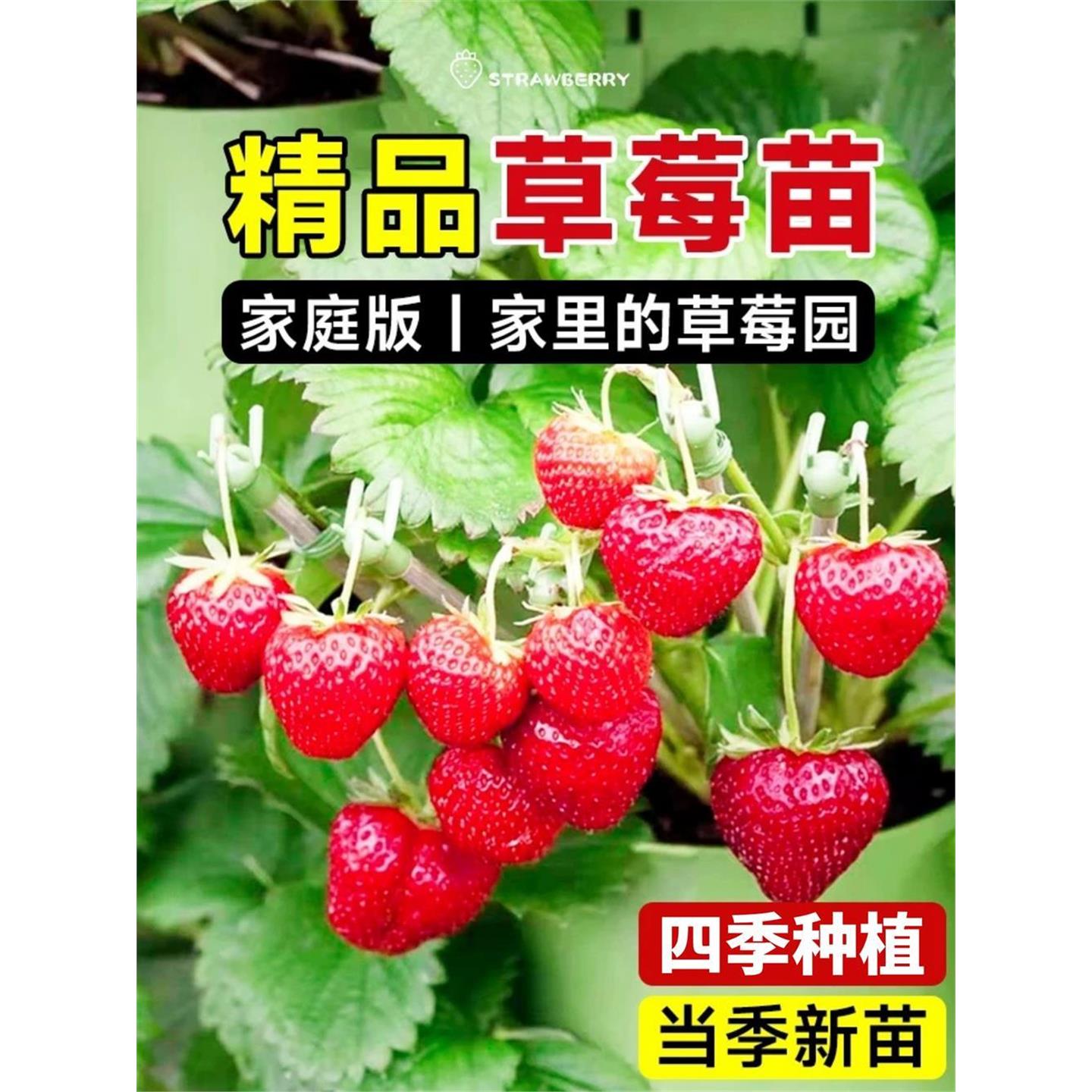 奶油草莓苗盆栽带花果土种