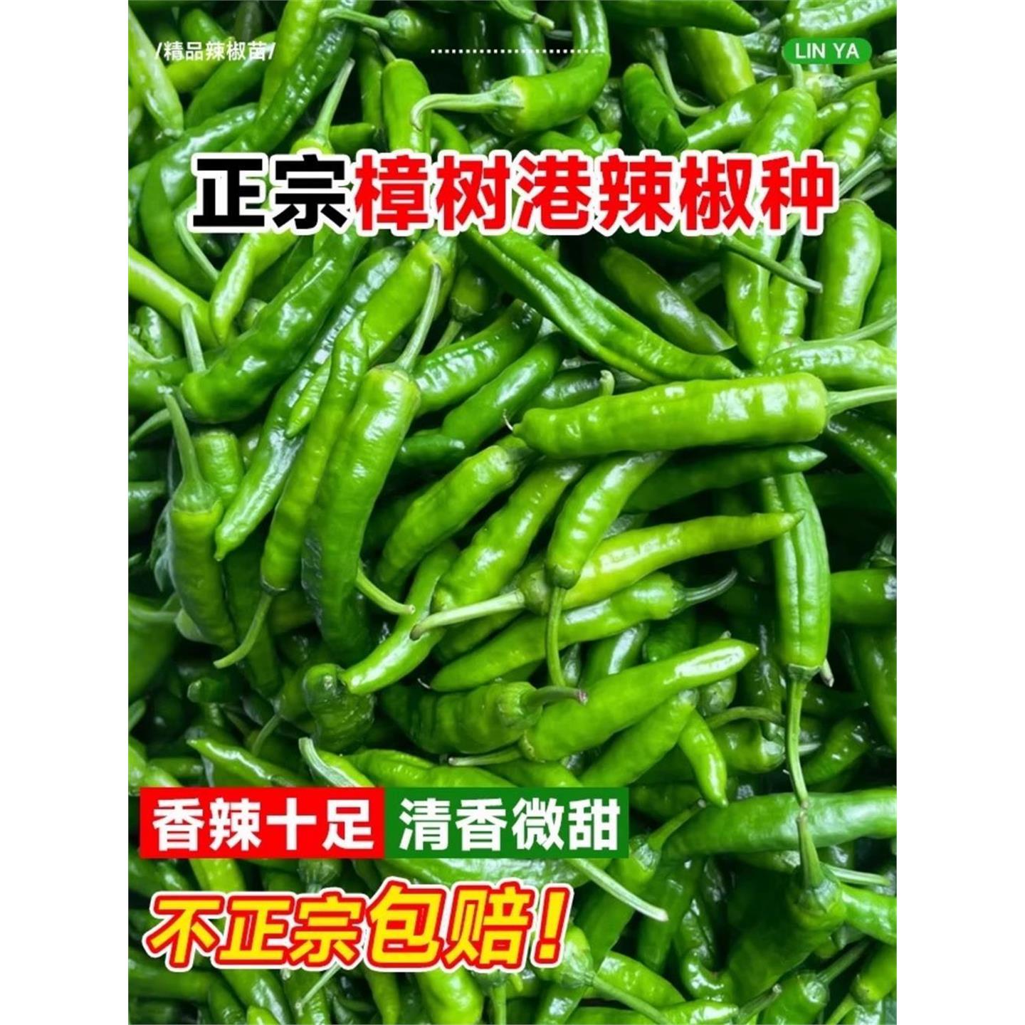 樟树港辣椒种子农村本地蔬