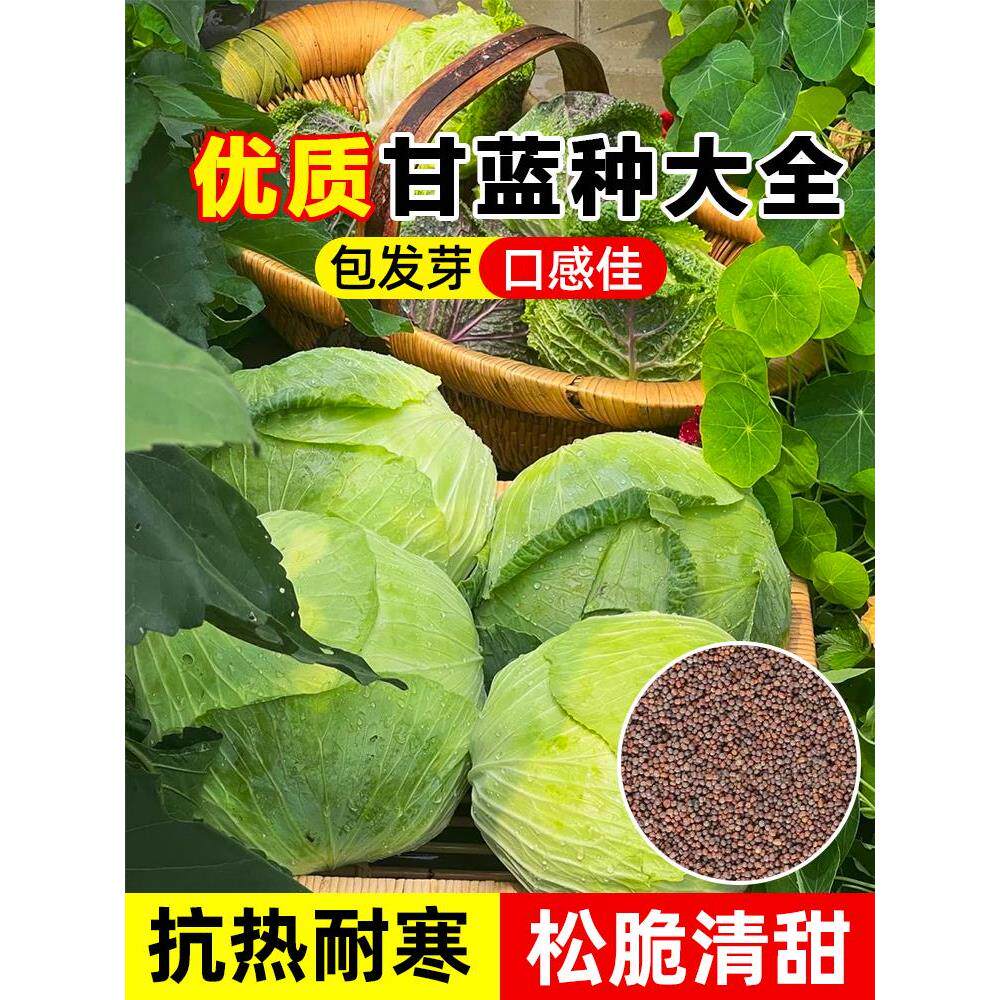 甘蓝苗包菜孢子牛心紫卷白