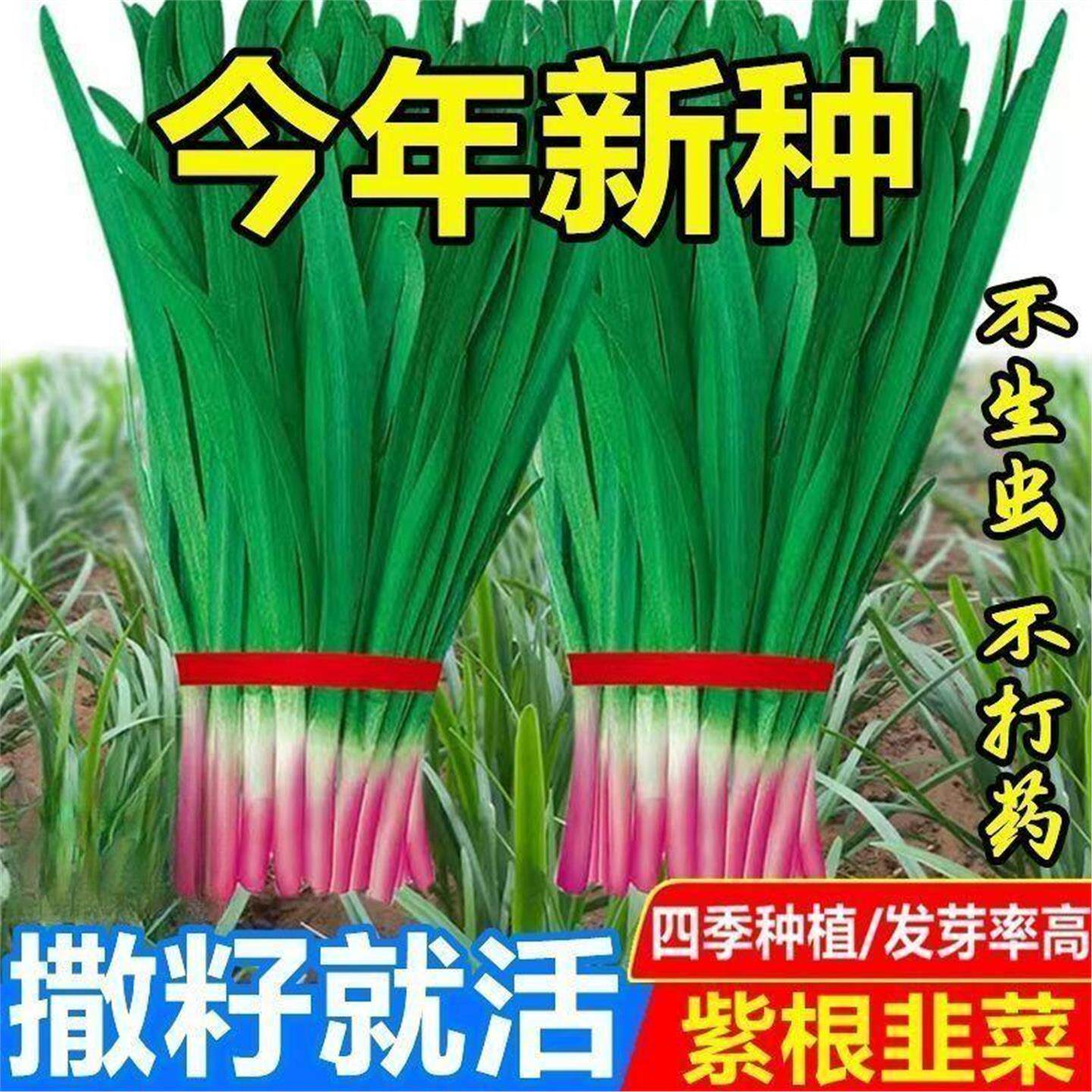 四季韭菜根苗紫红大叶宽带