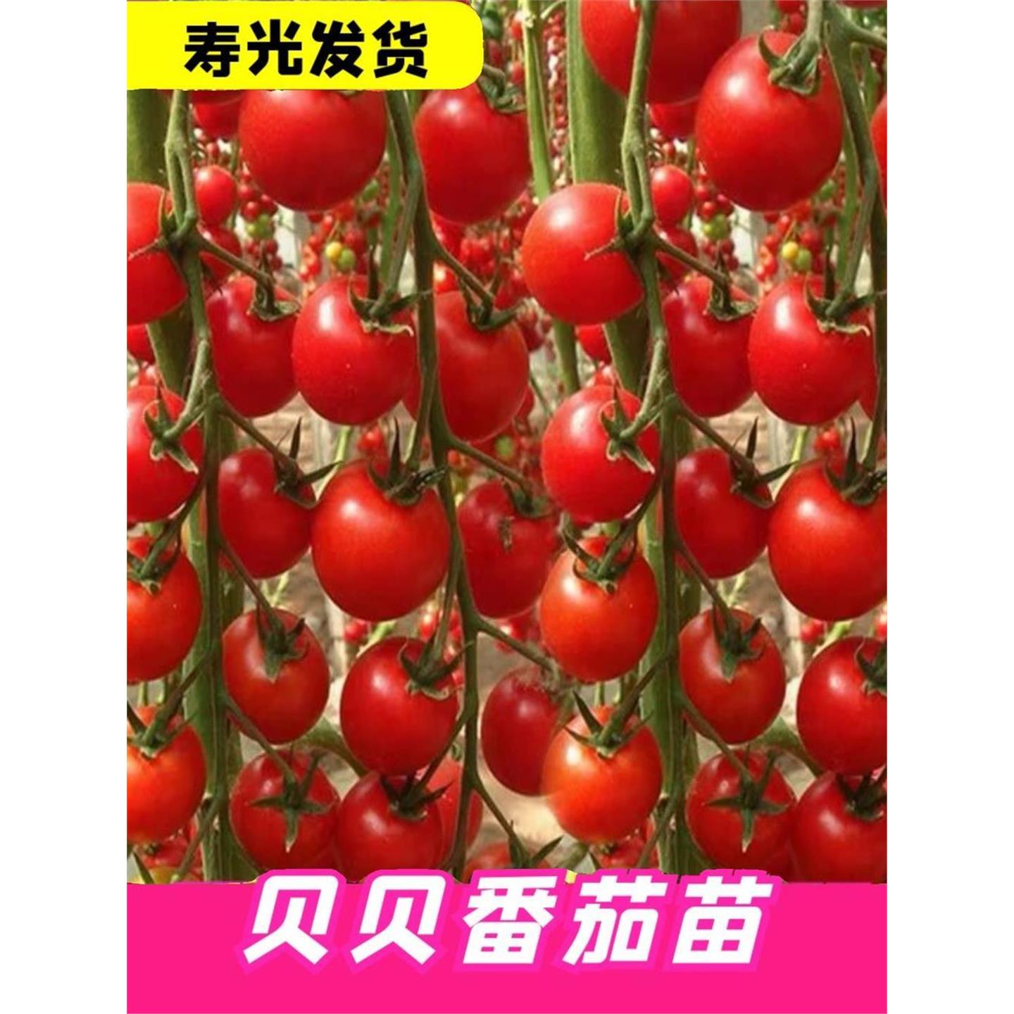 高产串收超甜粉贝圣女果苗